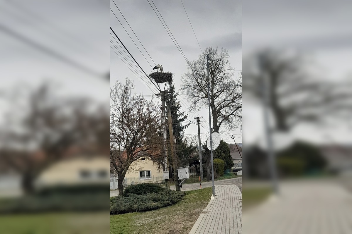 FOTO: Prvé bociany v Košickom kraji, foto 4