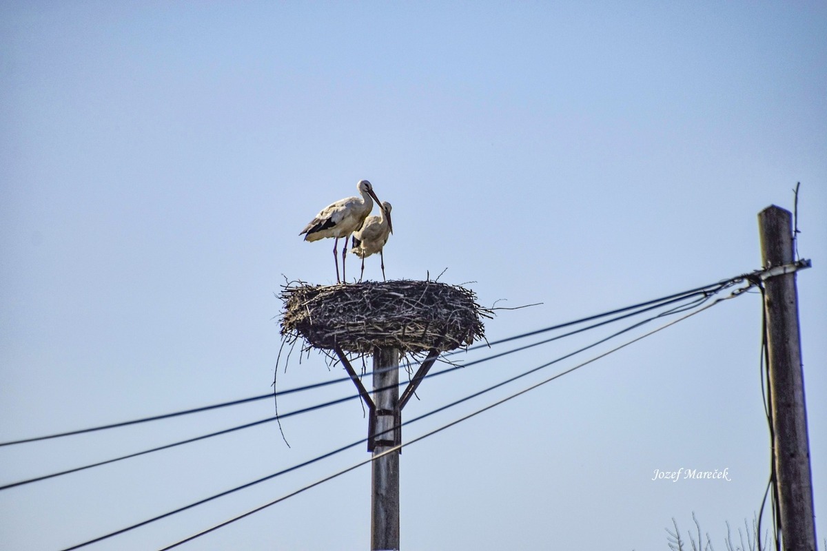 FOTO: Prvé bociany v Košickom kraji, foto 6