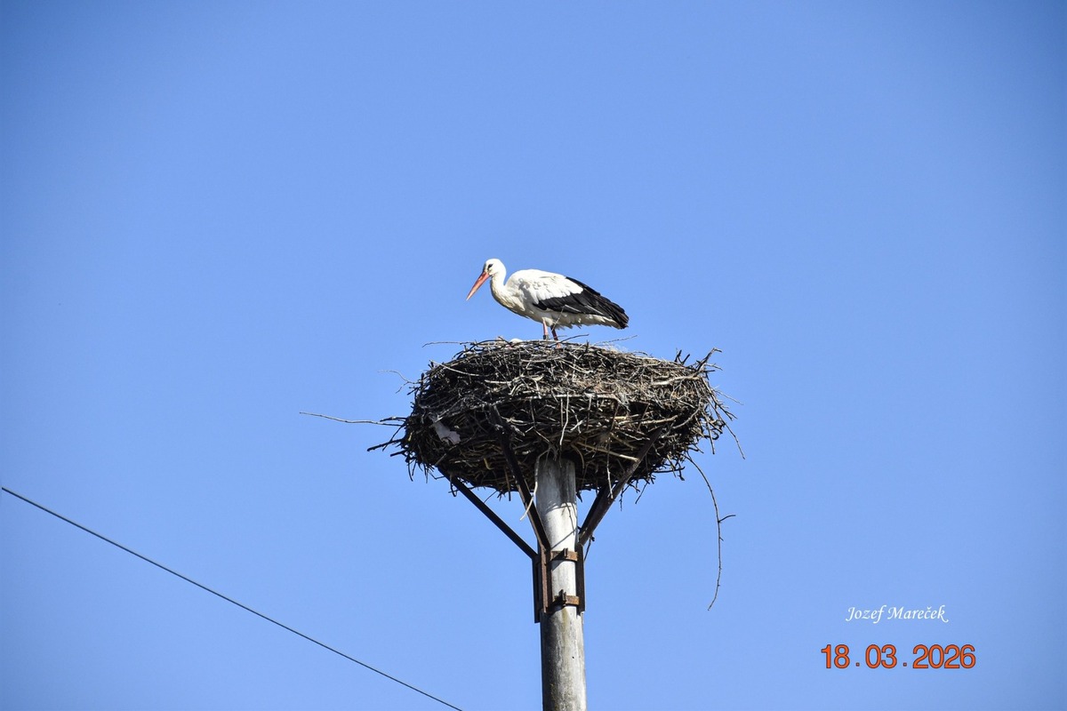 FOTO: Prvé bociany v Košickom kraji, foto 7