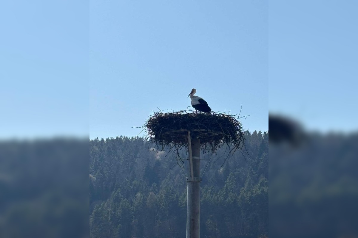 FOTO: Prvé bociany v Košickom kraji, foto 8