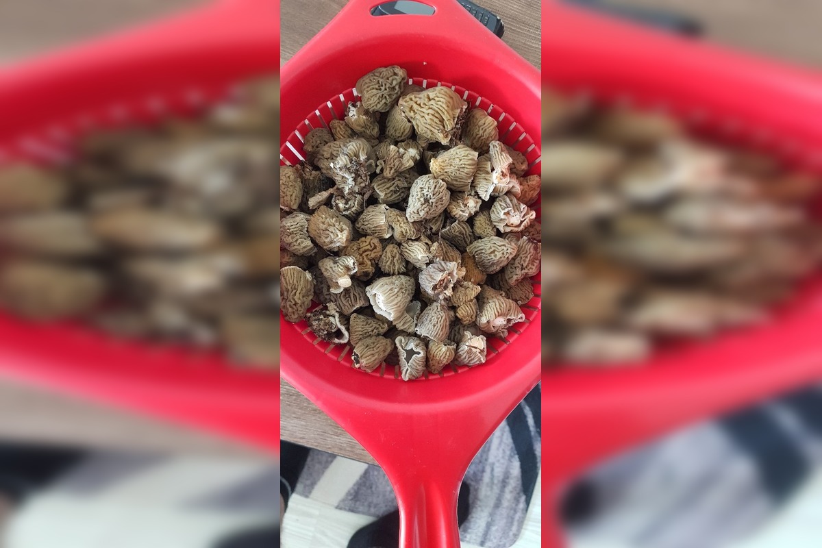 FOTO: Hubári sa podelili o svoje prvé úlovky - smrčky, foto 10