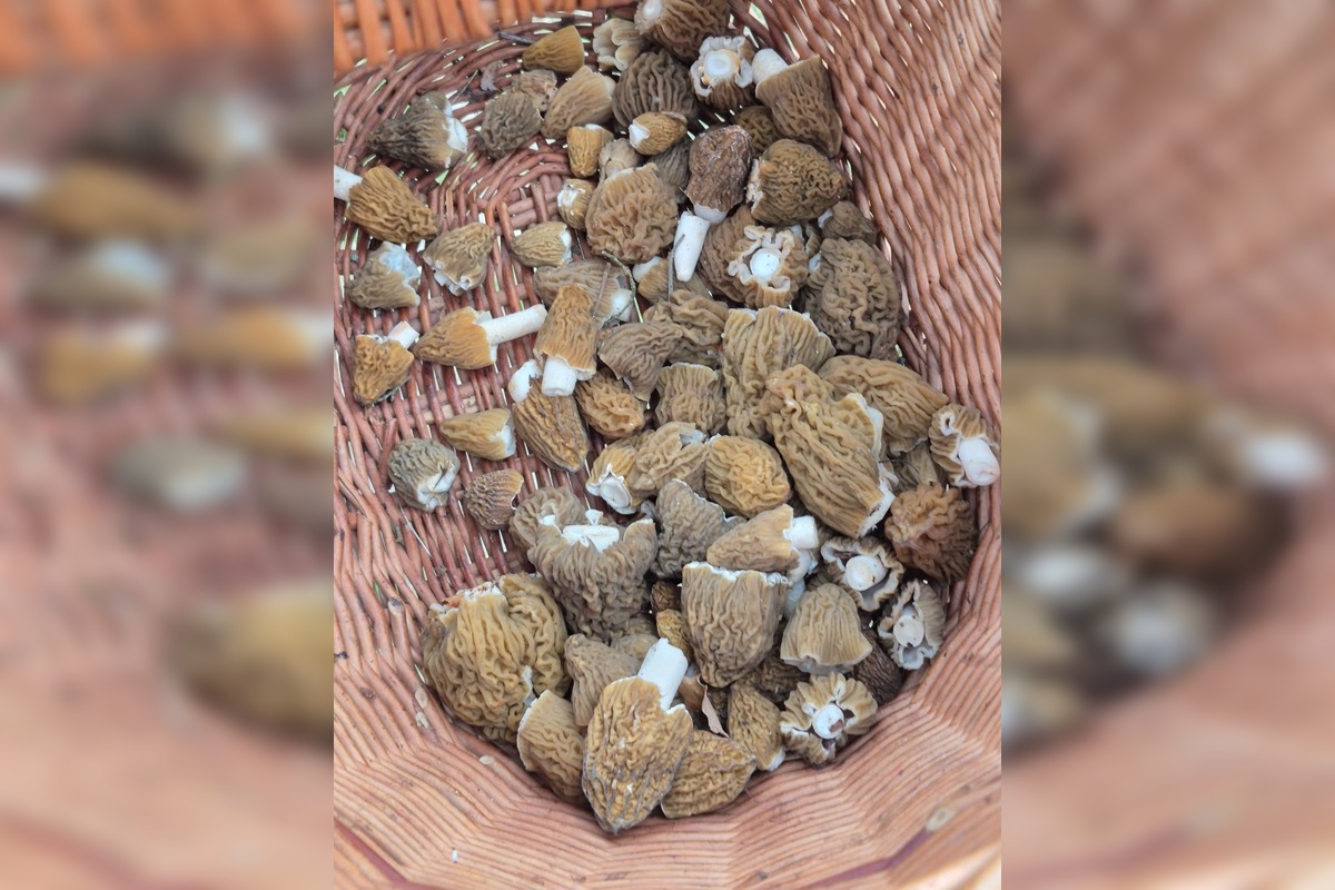 FOTO: Hubári sa podelili o svoje prvé úlovky - smrčky, foto 8