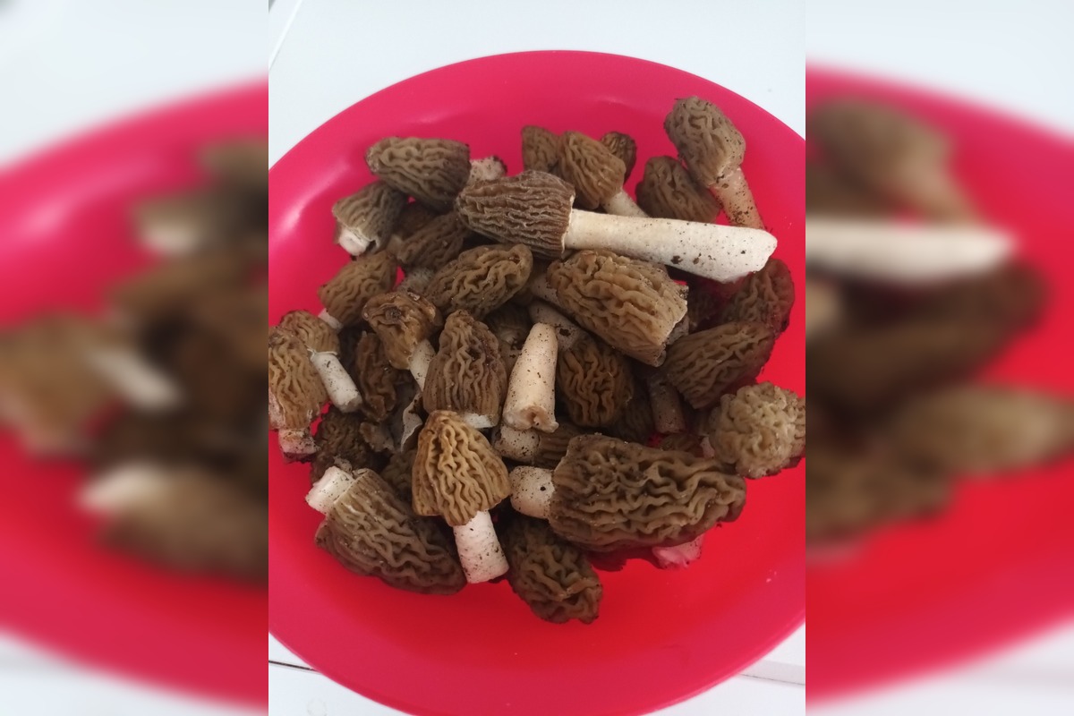 FOTO: Hubári sa podelili o svoje prvé úlovky - smrčky, foto 7