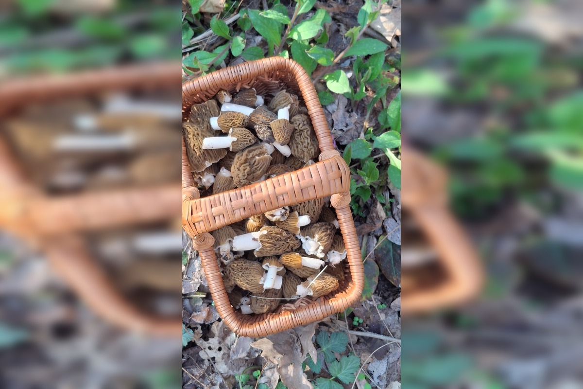 FOTO: Hubári sa podelili o svoje prvé úlovky - smrčky, foto 4