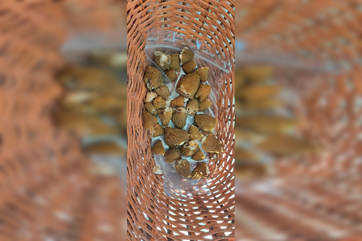 FOTO: Hubári sa podelili o svoje prvé úlovky - smrčky, foto 11