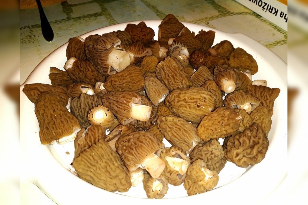 FOTO: Hubári sa podelili o svoje prvé úlovky - smrčky, foto 6