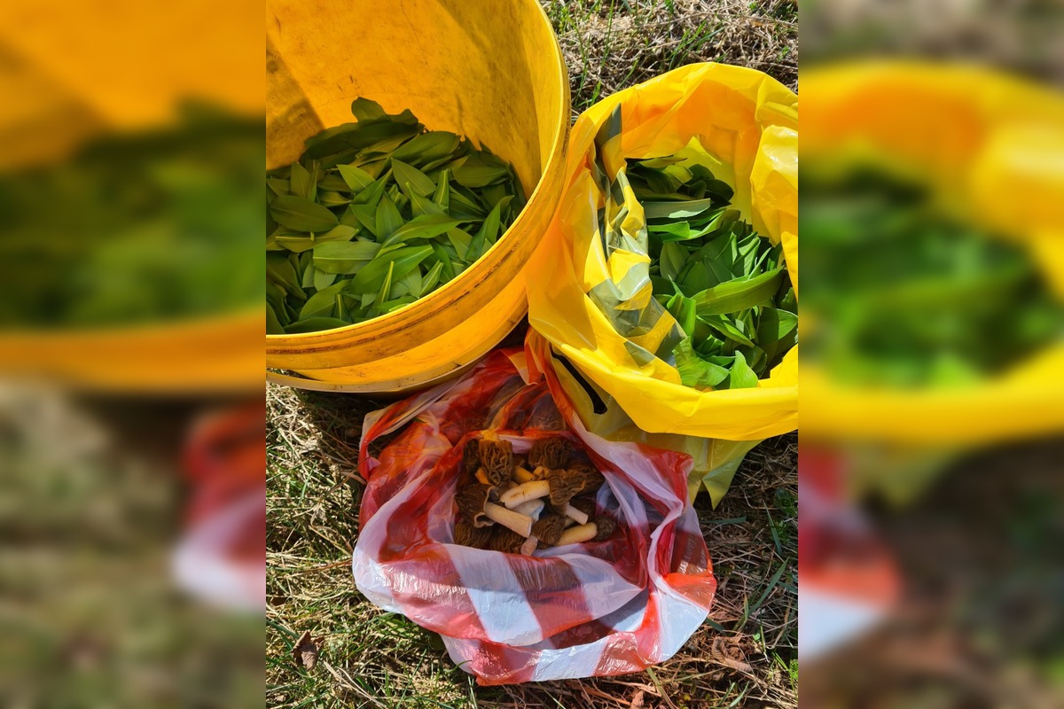 FOTO: Hubári sa podelili o svoje prvé úlovky - smrčky, foto 5