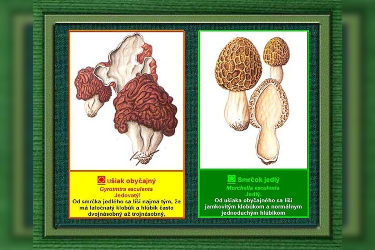 FOTO: Hubári sa podelili o svoje prvé úlovky - smrčky, foto 12