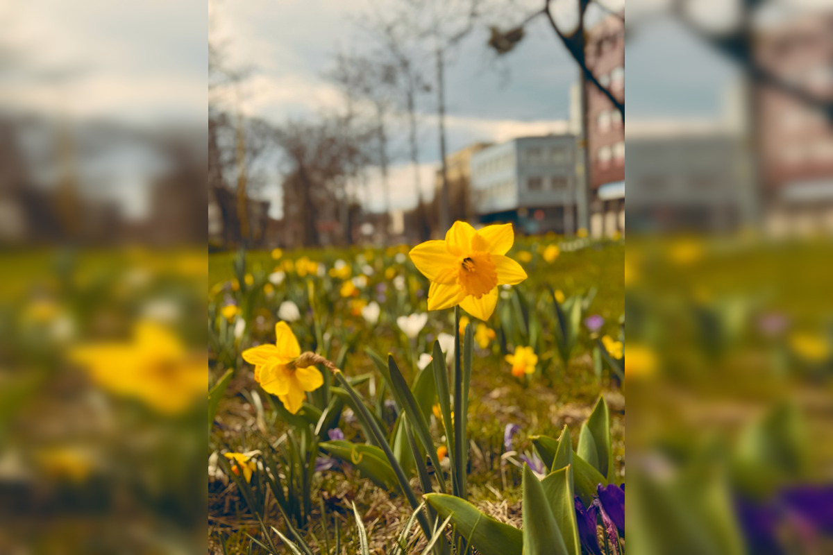 FOTO: Košice opäť kvitnú do mnohých farieb, foto 5