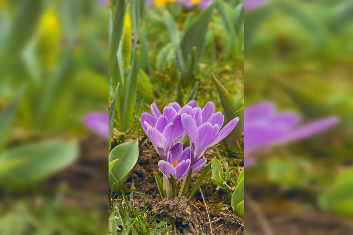 FOTO: Košice opäť kvitnú do mnohých farieb, foto 6