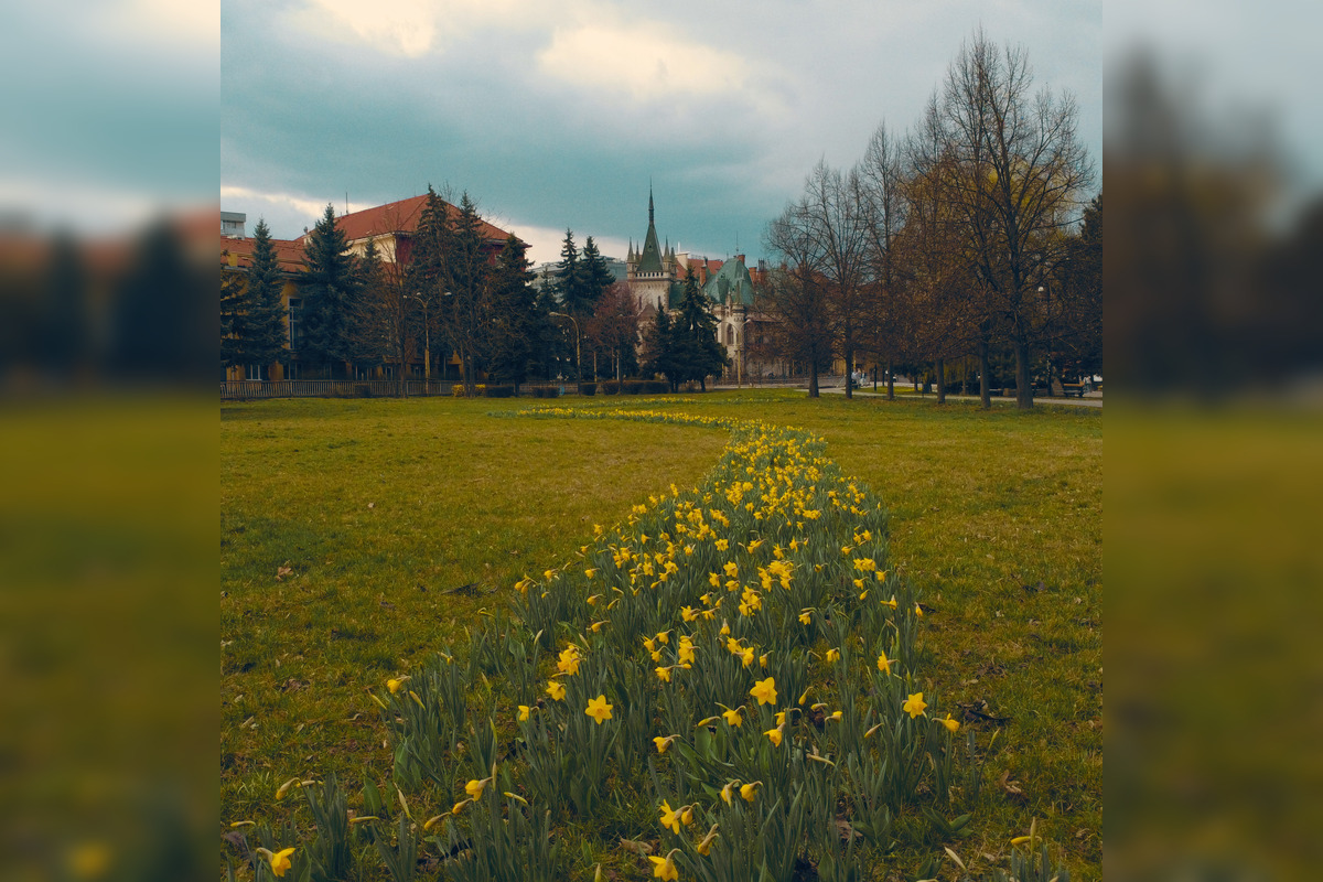 FOTO: Košice opäť kvitnú do mnohých farieb, foto 7