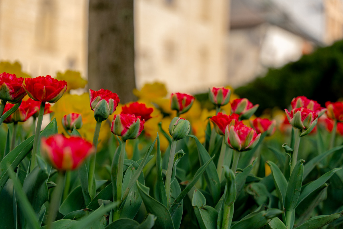 FOTO: Košice opäť kvitnú do mnohých farieb, foto 8