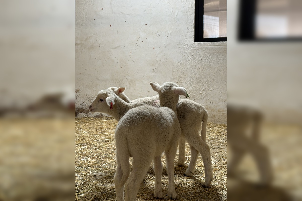 FOTO: V Nováčanoch otvorili Biofarmu, foto 2