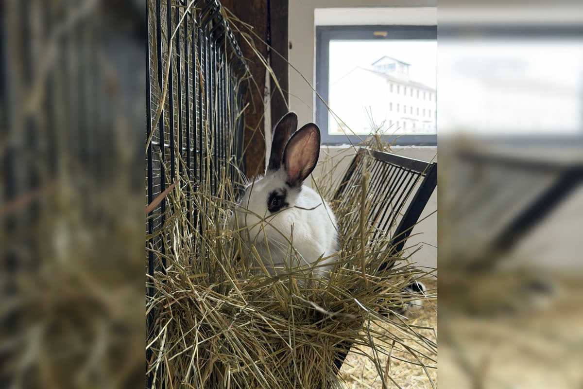 FOTO: V Nováčanoch otvorili Biofarmu, foto 4