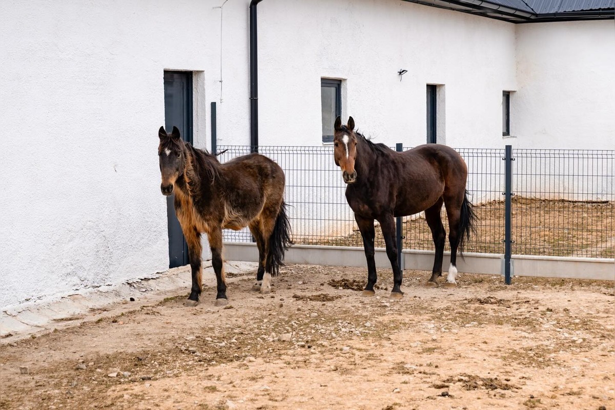FOTO: V Nováčanoch otvorili Biofarmu, foto 9