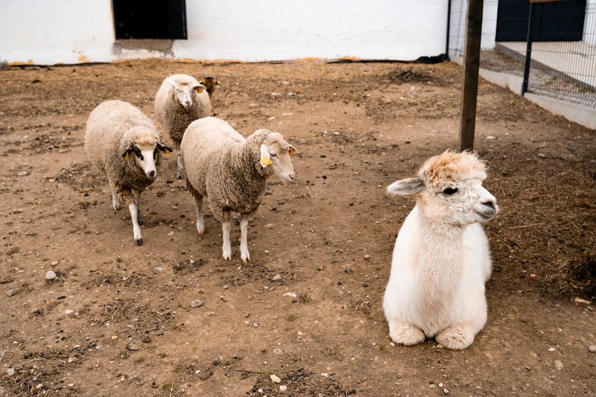 FOTO: V Nováčanoch otvorili Biofarmu, foto 14