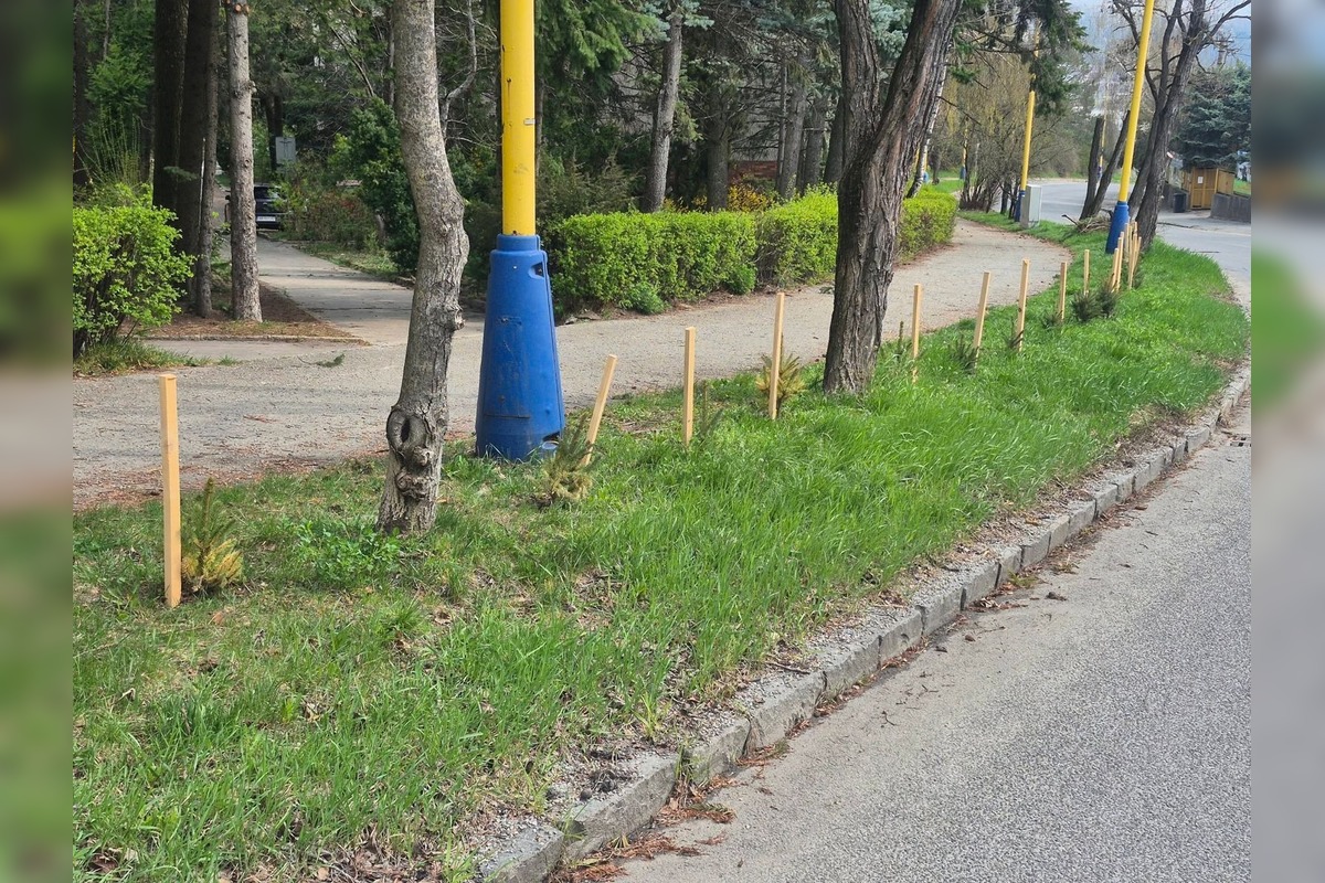 FOTO: Na košickom sídlisku niekto vysadil stromčeky, foto 1