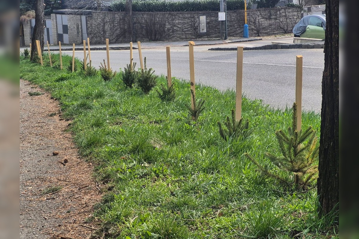 FOTO: Na košickom sídlisku niekto vysadil stromčeky, foto 2