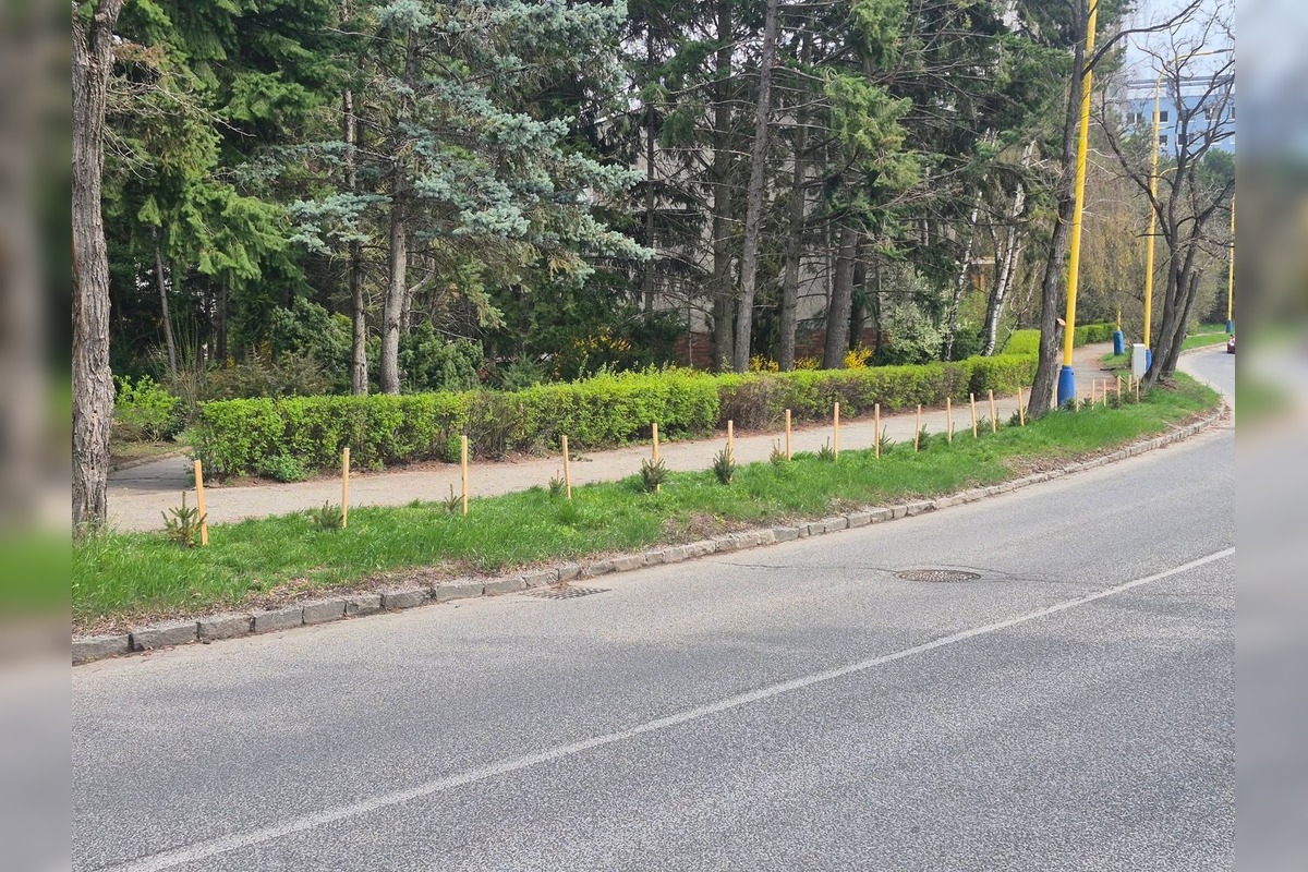 FOTO: Na košickom sídlisku niekto vysadil stromčeky, foto 3