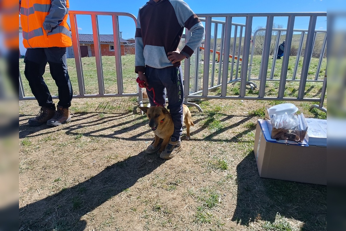 FOTO: V ďalších osadách na východe Slovenska prebehla kastrácia psov, foto 2