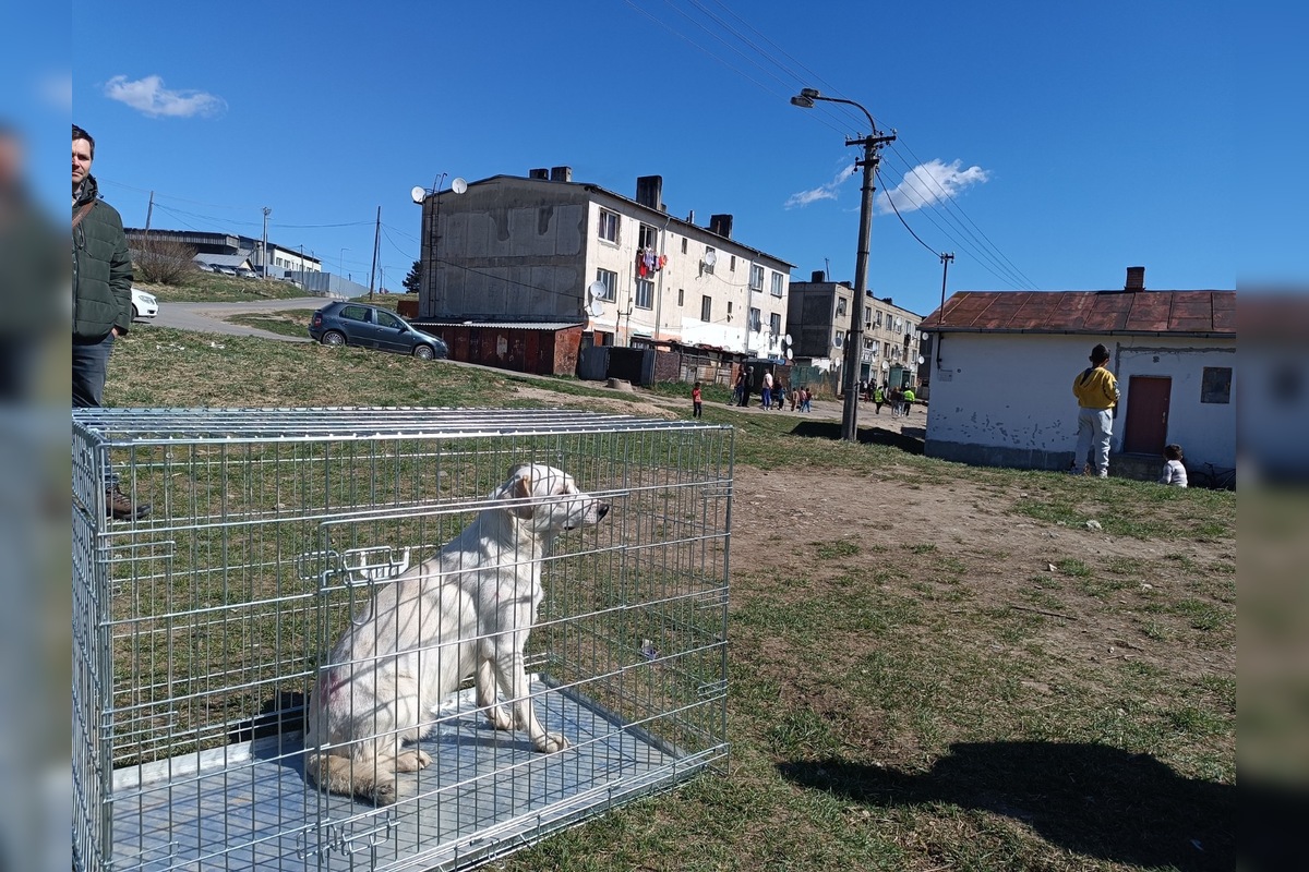 FOTO: V ďalších osadách na východe Slovenska prebehla kastrácia psov, foto 6