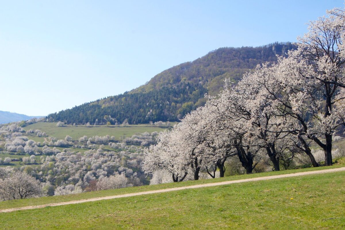 FOTO: Čerešňový raj Brdárka znova rozkvitá, foto 3
