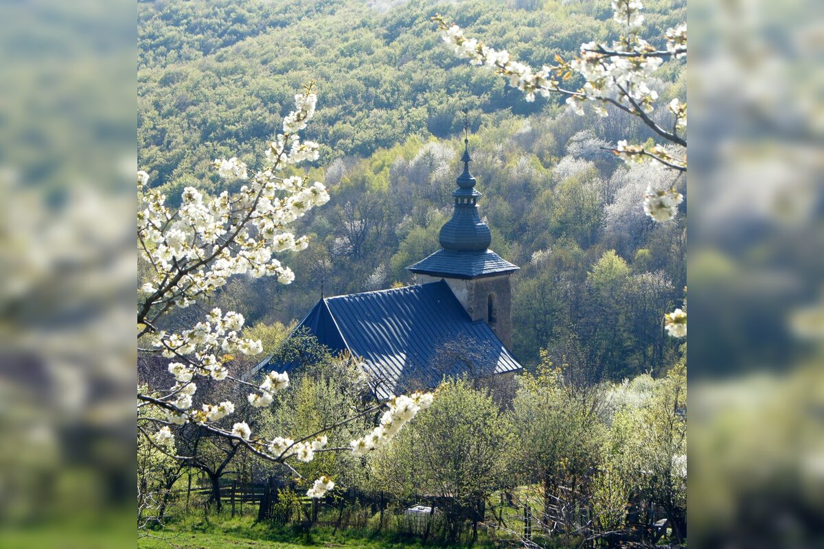 FOTO: Čerešňový raj Brdárka znova rozkvitá, foto 4