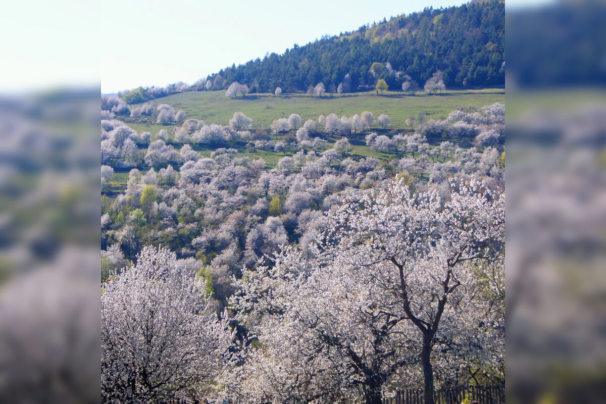 FOTO: Čerešňový raj Brdárka znova rozkvitá, foto 5