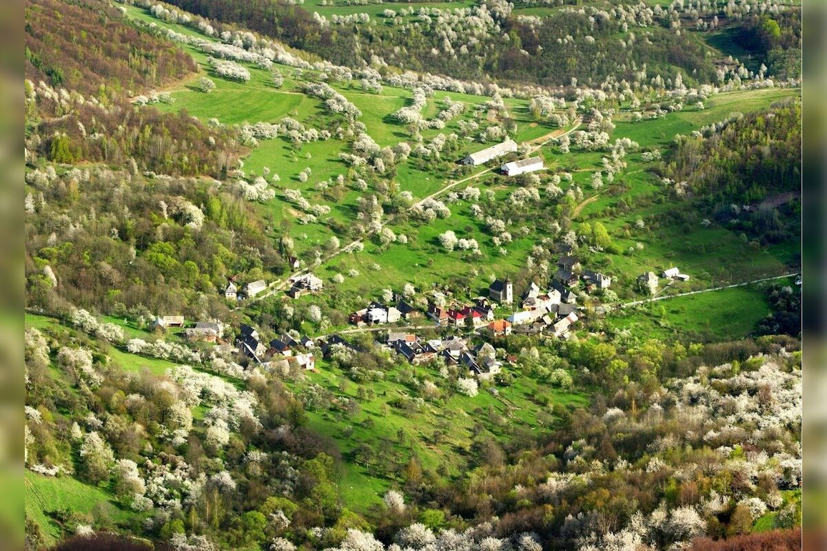 FOTO: Čerešňový raj Brdárka znova rozkvitá, foto 6