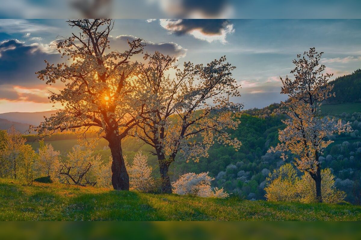 FOTO: Čerešňový raj Brdárka znova rozkvitá, foto 8