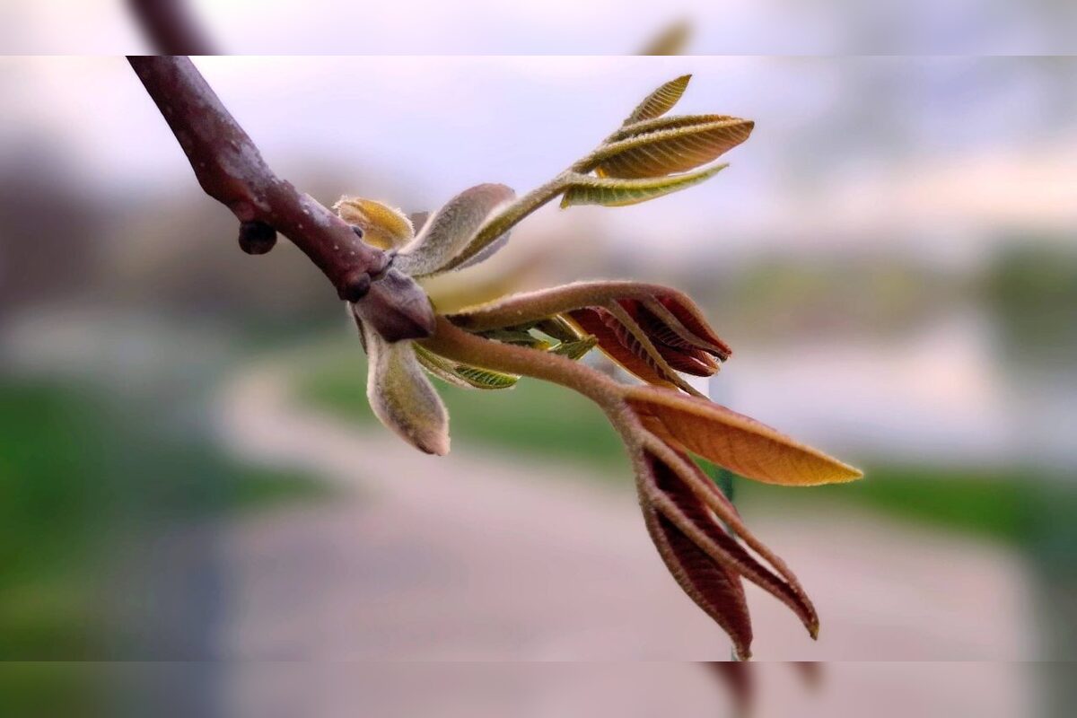 FOTO: Na košickom Jazere je jar aj tento rok nádherná, foto 1