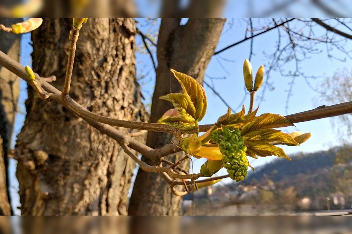 FOTO: Na košickom Jazere je jar aj tento rok nádherná, foto 12