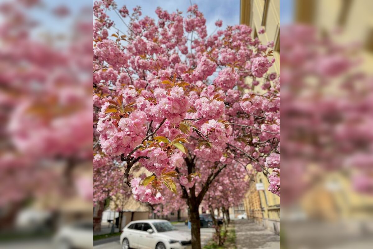 FOTO: Rozkvitnuté sakury v Košiciach vás prenesú do Japonska, foto 2