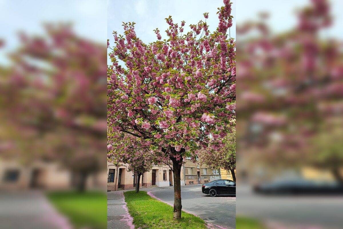FOTO: Rozkvitnuté sakury v Košiciach vás prenesú do Japonska, foto 3