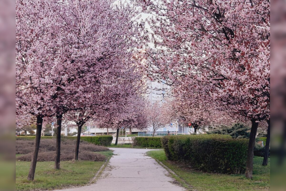 FOTO: Rozkvitnuté sakury v Košiciach vás prenesú do Japonska, foto 6