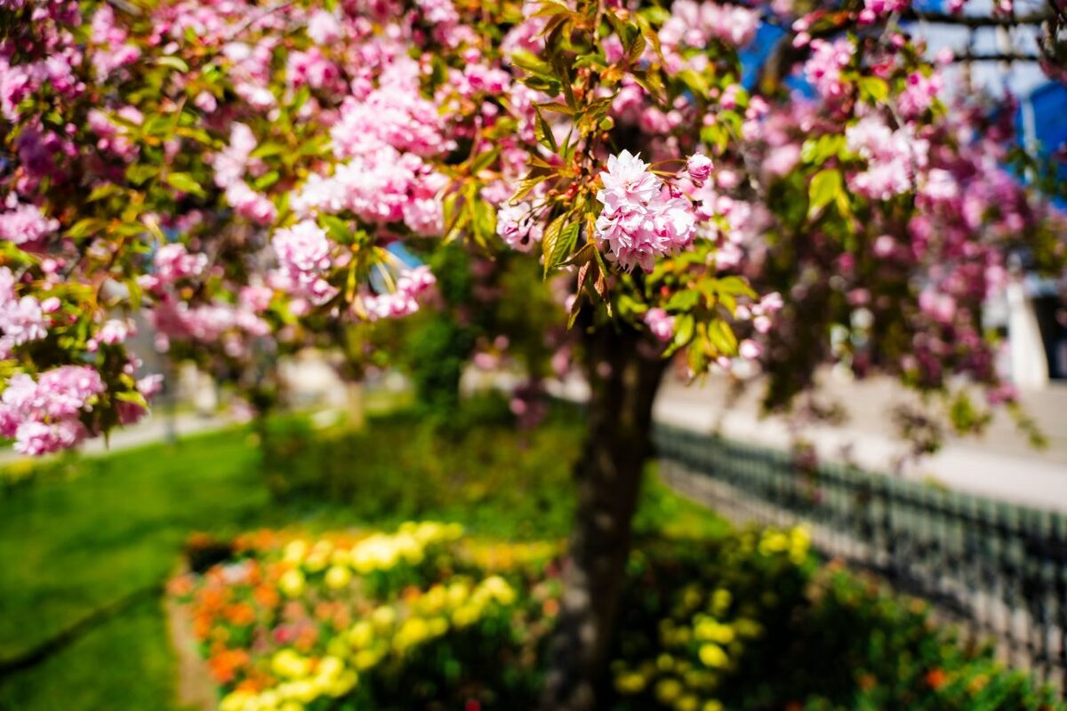 FOTO: Rozkvitnuté sakury v Košiciach vás prenesú do Japonska, foto 7