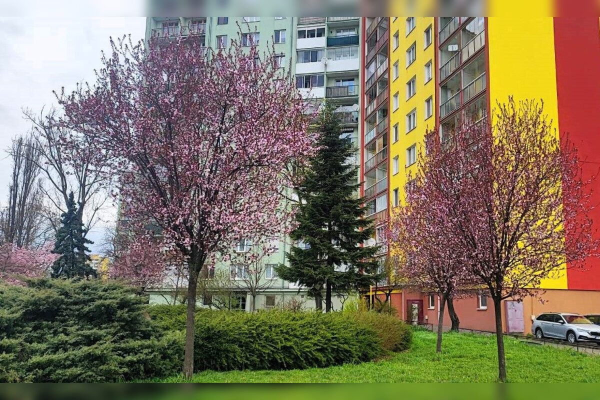 FOTO: Rozkvitnuté sakury v Košiciach vás prenesú do Japonska, foto 31