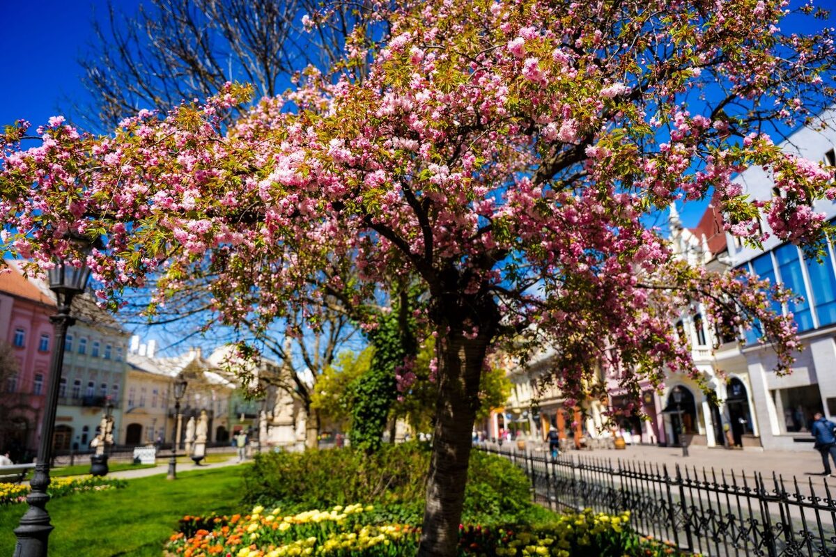 FOTO: Rozkvitnuté sakury v Košiciach vás prenesú do Japonska, foto 9