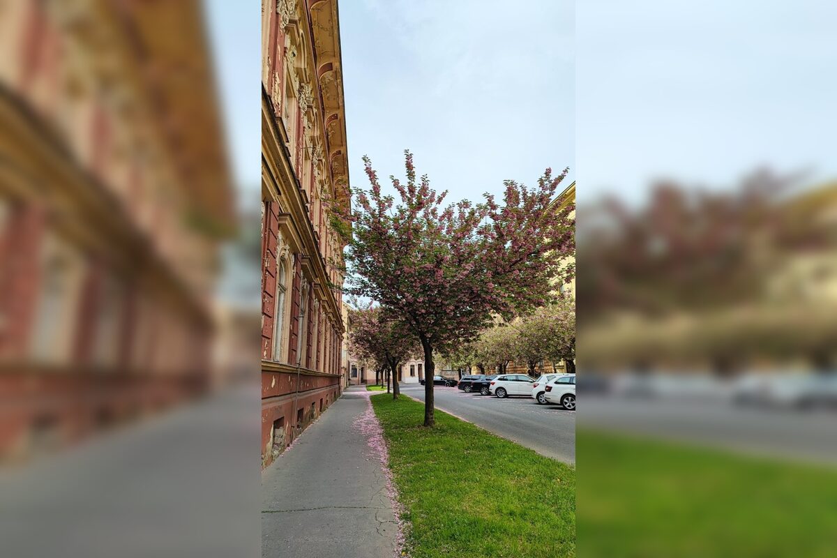 FOTO: Rozkvitnuté sakury v Košiciach vás prenesú do Japonska, foto 10