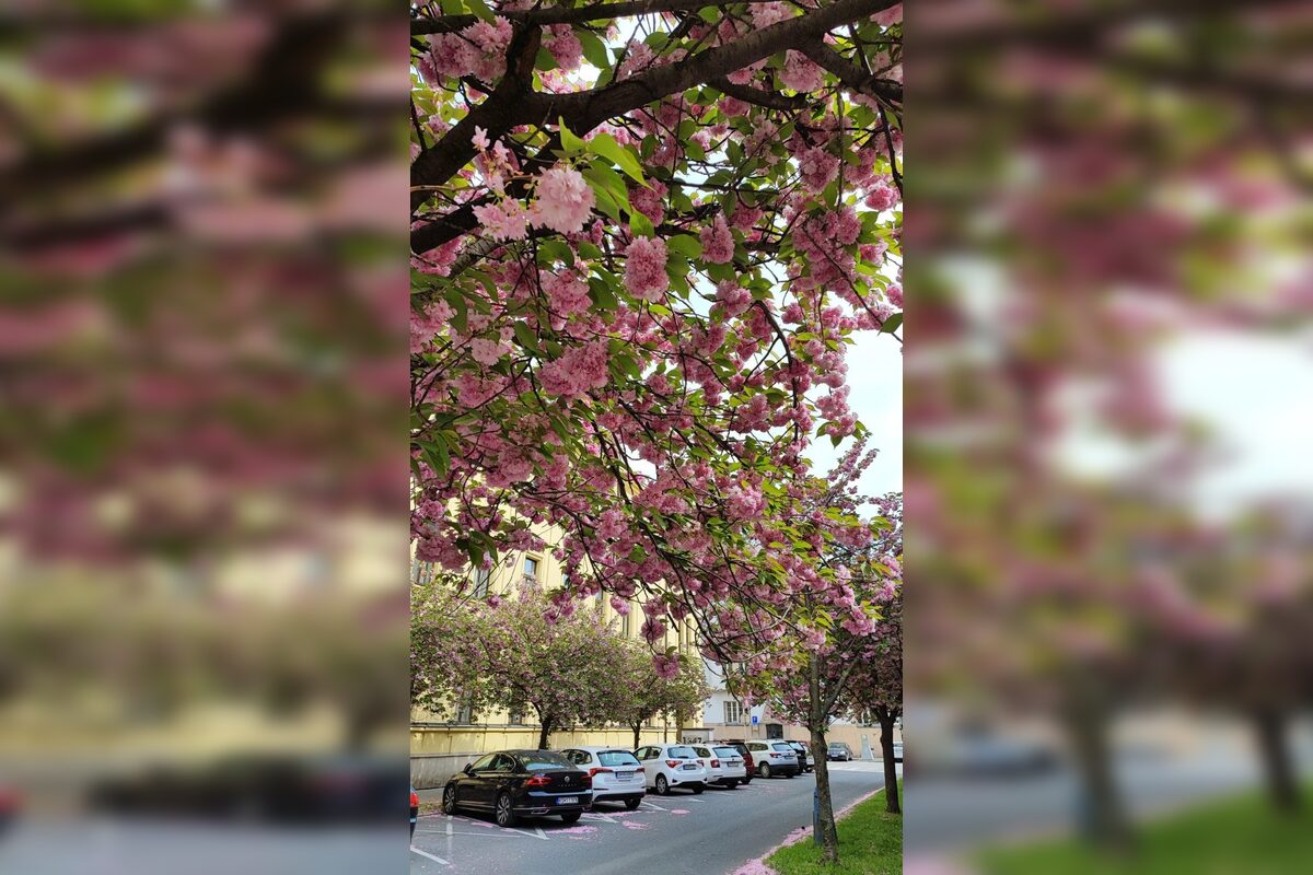 FOTO: Rozkvitnuté sakury v Košiciach vás prenesú do Japonska, foto 11