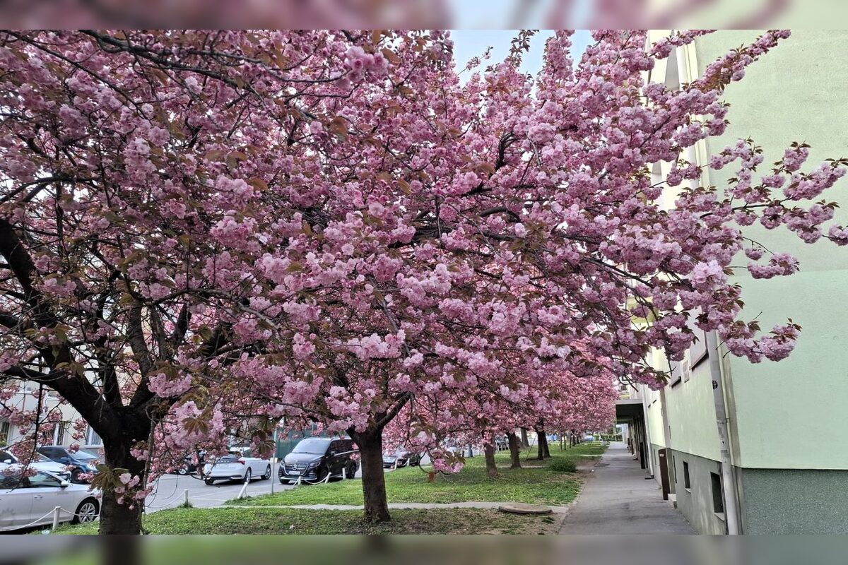 FOTO: Rozkvitnuté sakury v Košiciach vás prenesú do Japonska, foto 12