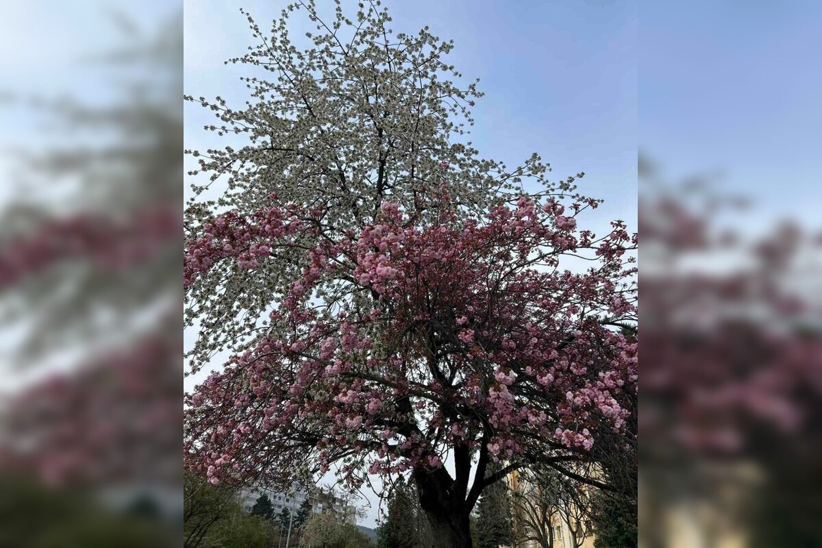 FOTO: Rozkvitnuté sakury v Košiciach vás prenesú do Japonska, foto 14