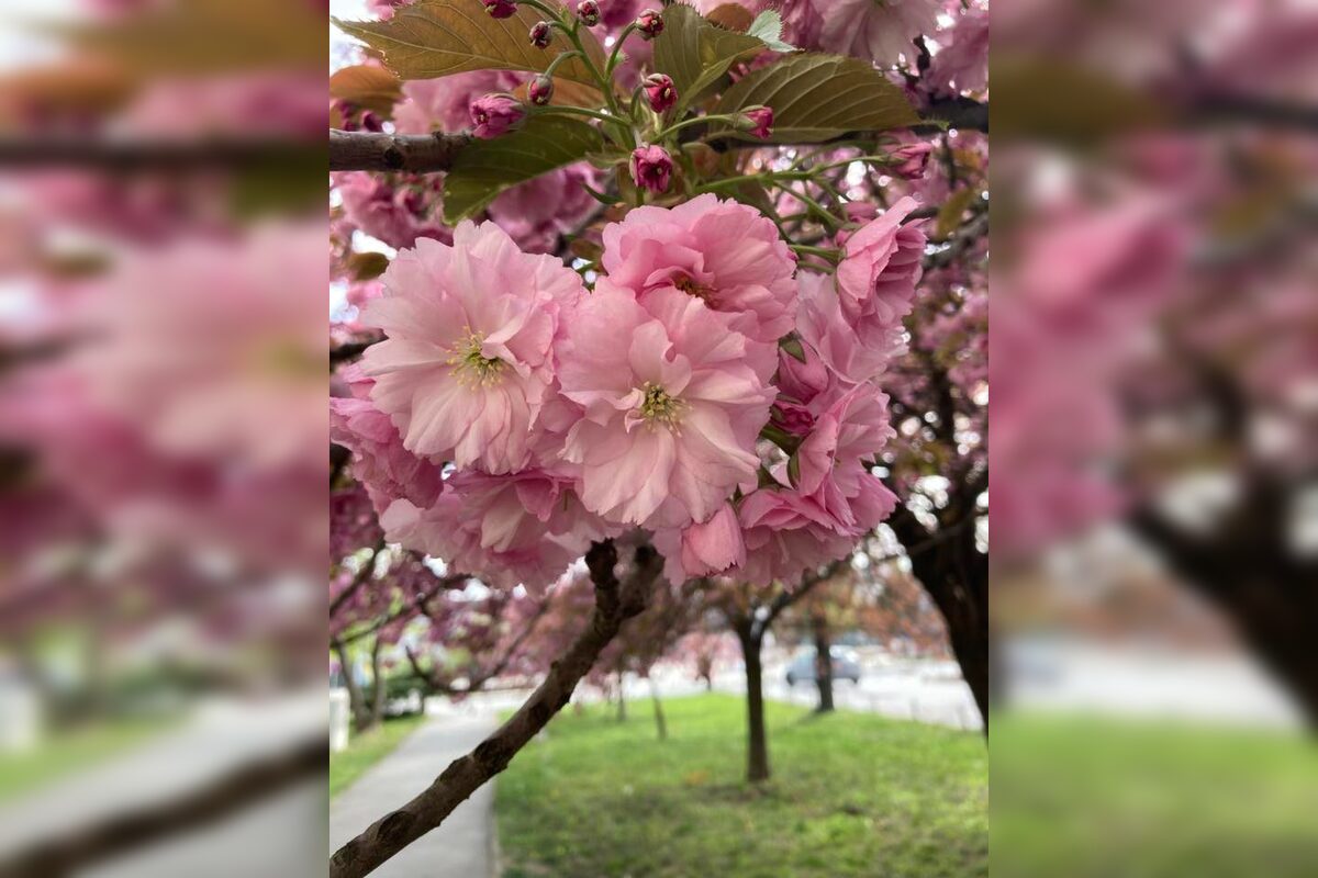 FOTO: Rozkvitnuté sakury v Košiciach vás prenesú do Japonska, foto 15