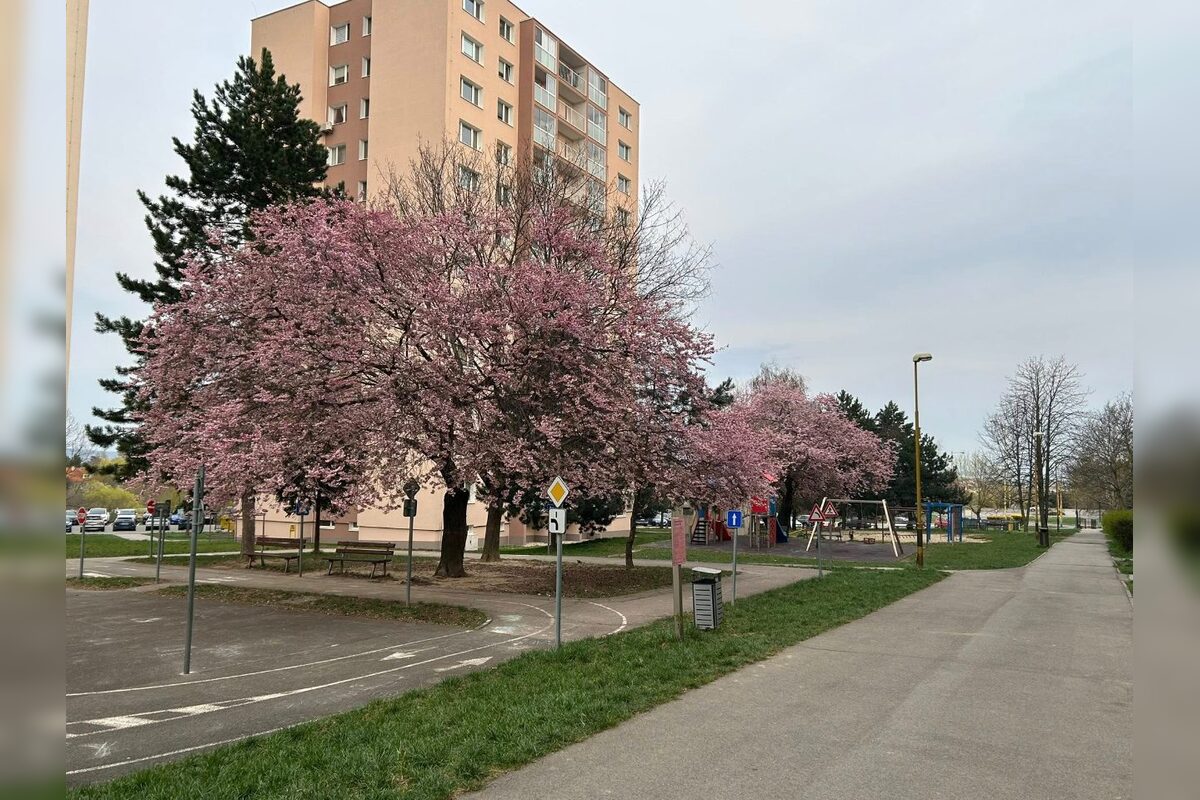 FOTO: Rozkvitnuté sakury v Košiciach vás prenesú do Japonska, foto 18