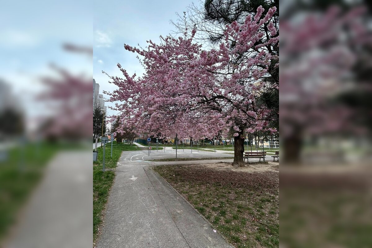 FOTO: Rozkvitnuté sakury v Košiciach vás prenesú do Japonska, foto 19