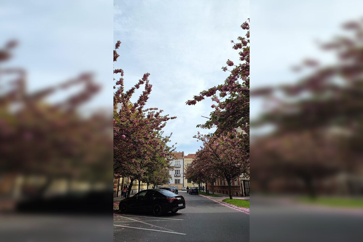 FOTO: Rozkvitnuté sakury v Košiciach vás prenesú do Japonska, foto 20