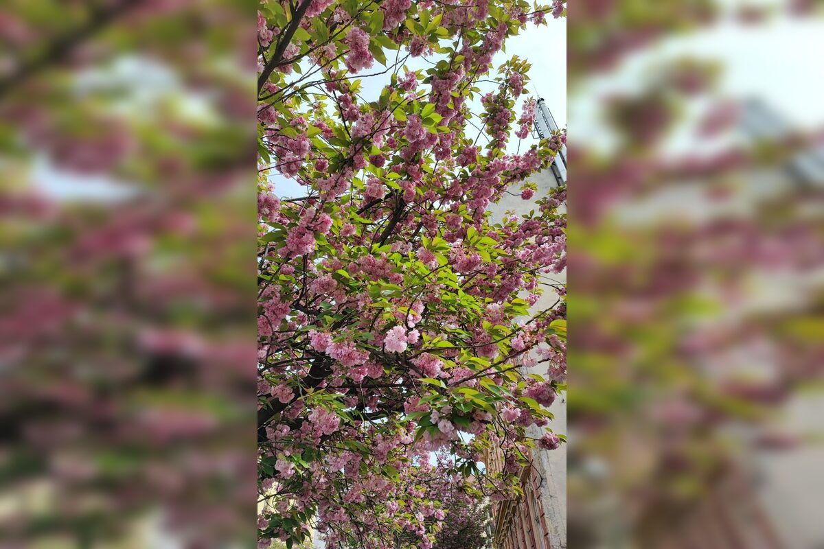 FOTO: Rozkvitnuté sakury v Košiciach vás prenesú do Japonska, foto 21