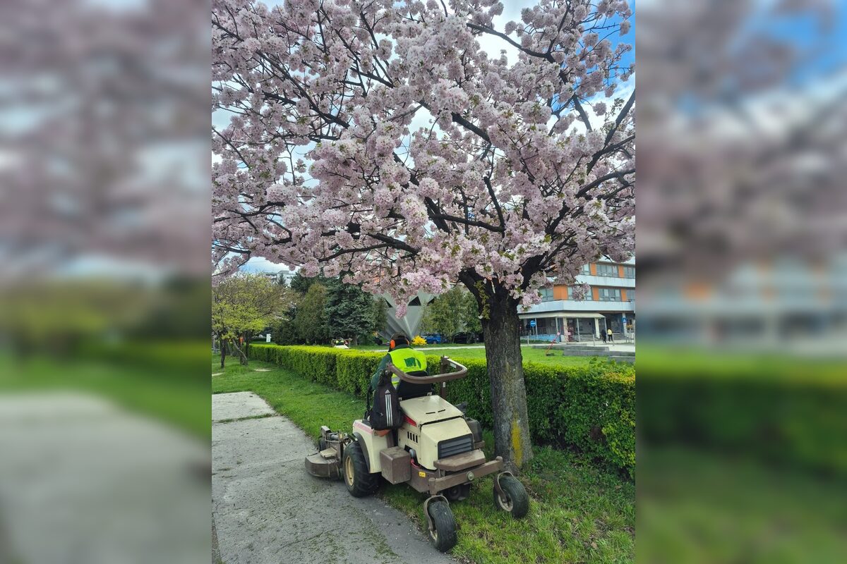 FOTO: Rozkvitnuté sakury v Košiciach vás prenesú do Japonska, foto 22