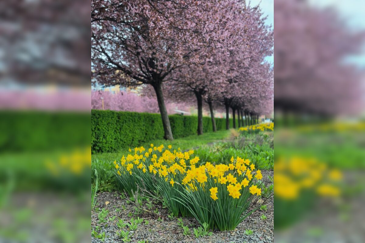 FOTO: Rozkvitnuté sakury v Košiciach vás prenesú do Japonska, foto 23