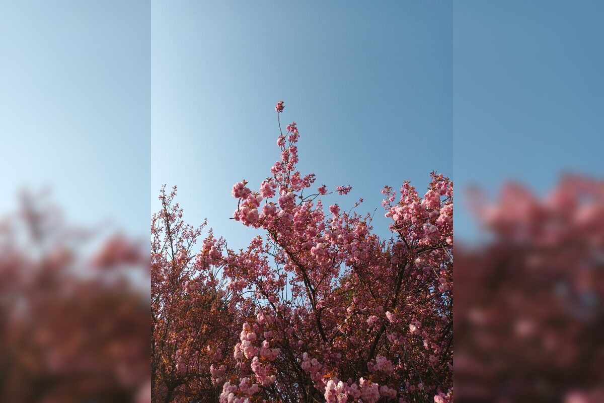 FOTO: Rozkvitnuté sakury v Košiciach vás prenesú do Japonska, foto 24